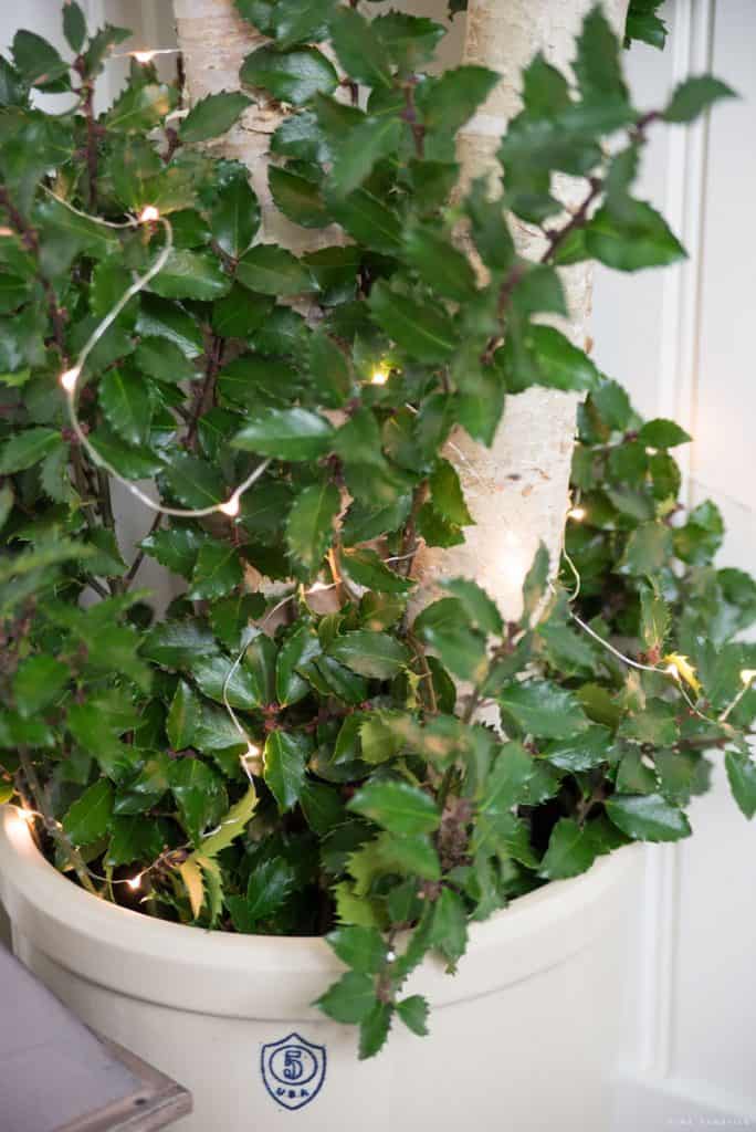 holly and string lights in a vintage crock
