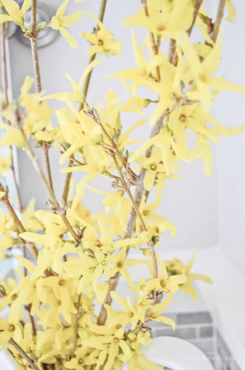 Yellow forsythia branches