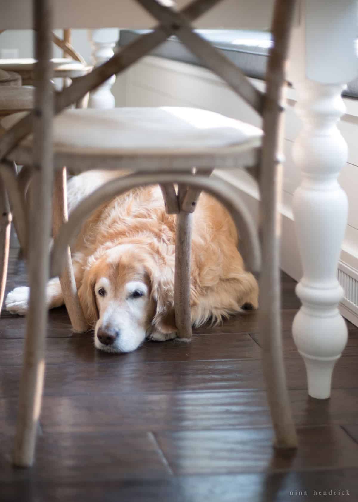 A golden retriever lounging under a wooden chair during a fall home tour.