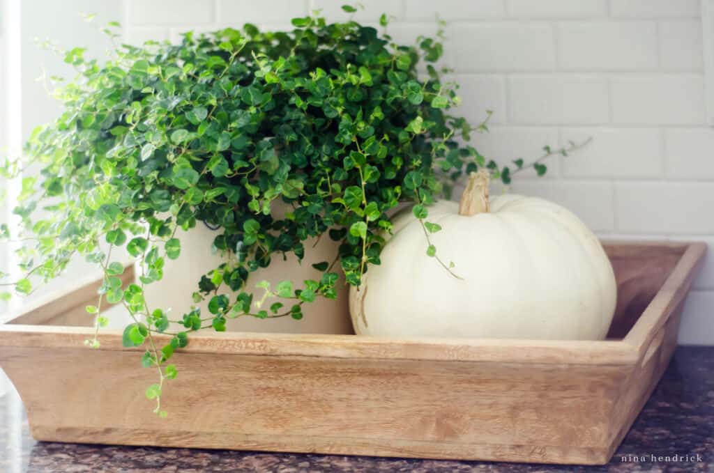 Two pumpkins and a plant in a wooden tray.