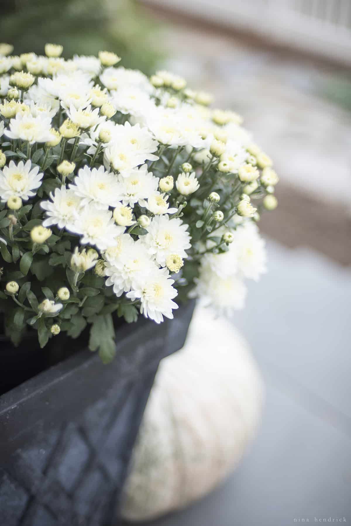 Fall porch decor featuring chrysanthemums in a black pot.
