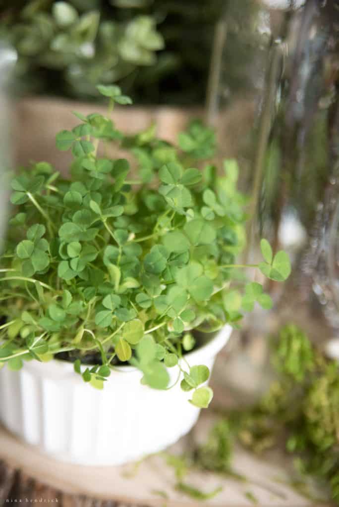 Clover in a ramekin