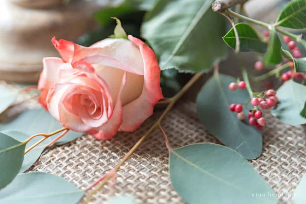 Pink English Roses and seeded eucalyptus on burlap