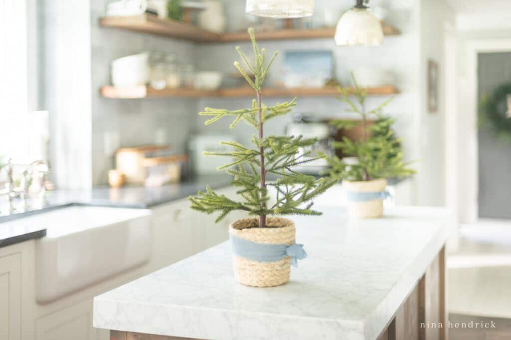 Simple Blue ribbon surrounds small trees used as Christmas kitchen decor 