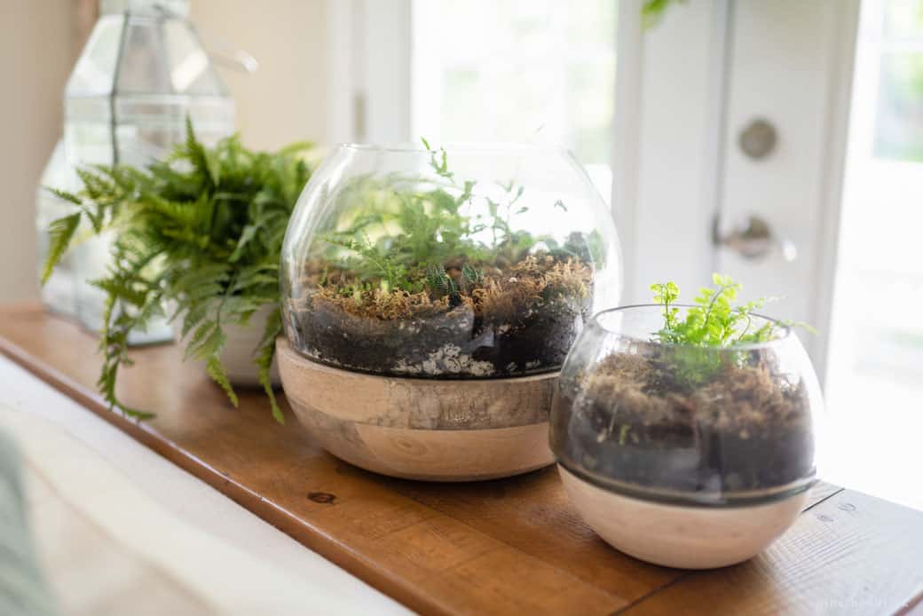 Terrariums with ferns